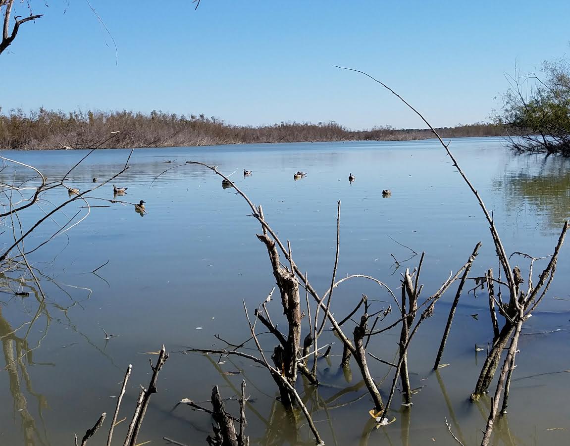 Duck-hunting-Granger-Lake