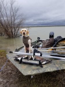 Daisy the duck dog sits with the ducks she retrieved on Granger Lake in Central Texas.