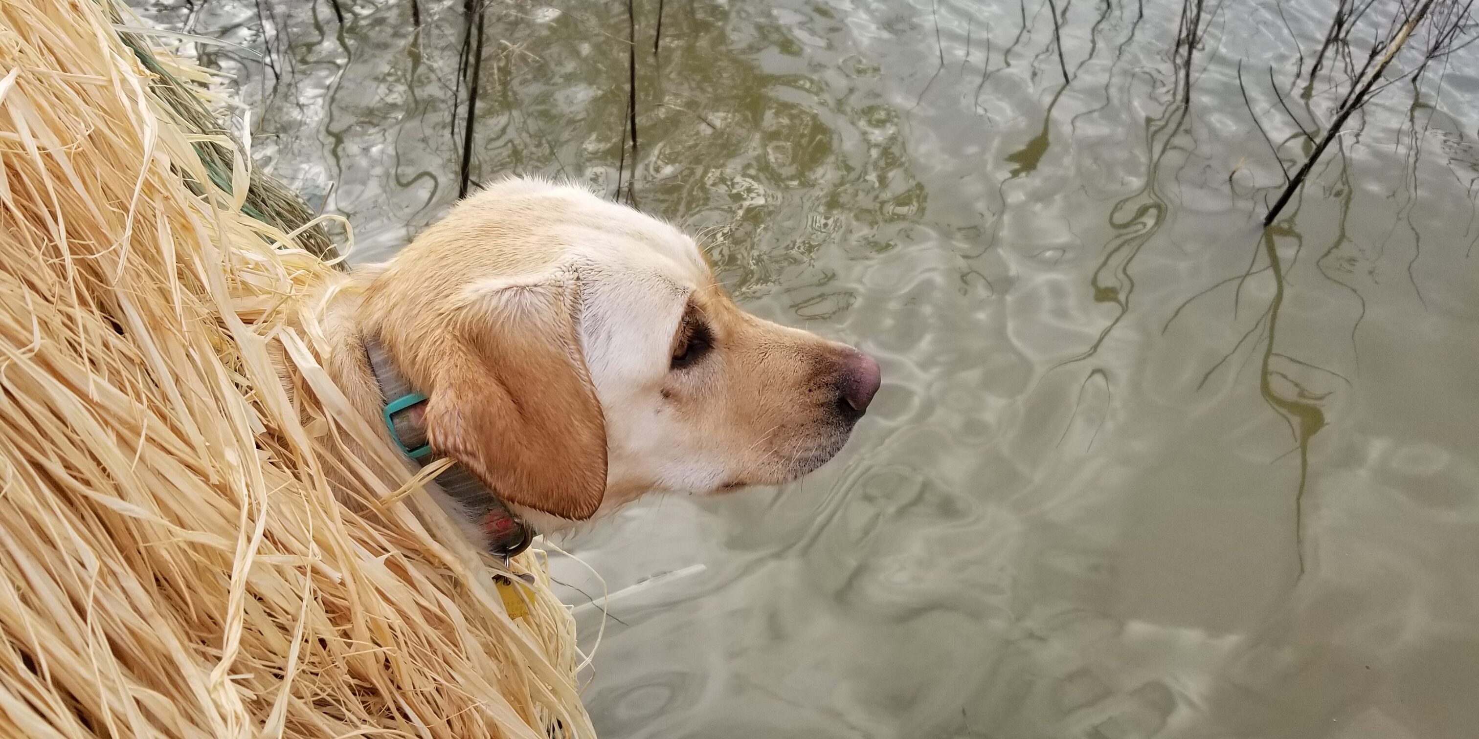 Daisy the lab puppy looks for ducks over a spread in central Texas